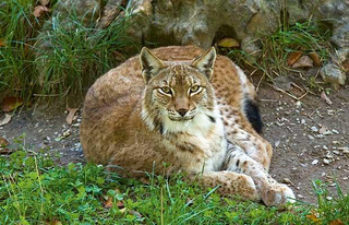 Illustration for article titled Caturday - Lynx lynx Edition